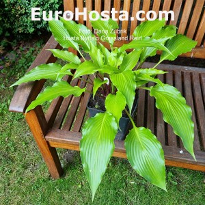 Hosta Buffalo Grassland Rain