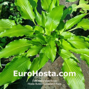 Hosta Buffalo Grassland Rain