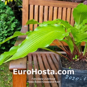 Hosta Buffalo Grassland Rain