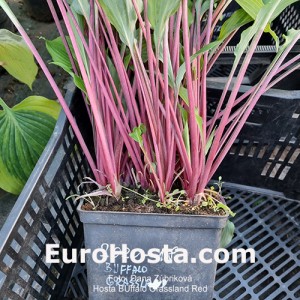 hosta Buffalo Grassland Red