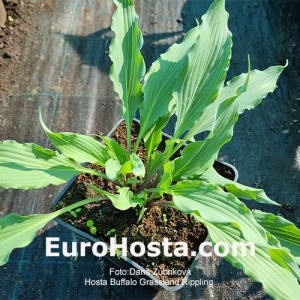 Hosta Buffalo Grassland Rippling