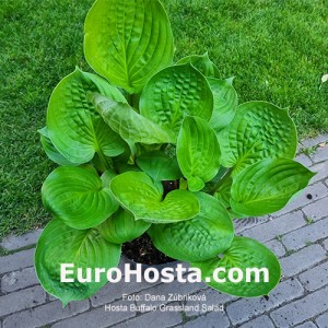 Hosta Buffalo Grassland Salad