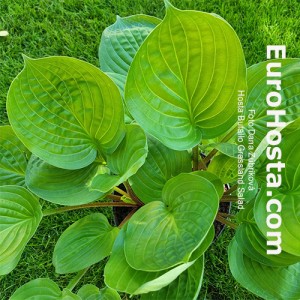 Hosta Buffalo Grassland Salad