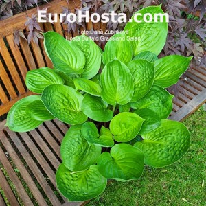 Hosta Buffalo Grassland Salad