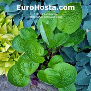 Hosta Buffalo Grassland Salad