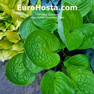 Hosta Buffalo Grassland Salad