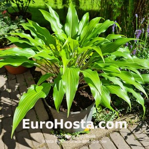 Hosta Buffalo Grassland Sparow