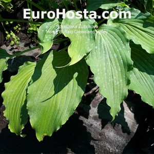 Hosta Buffalo Grassland Valley