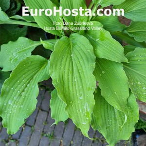 Hosta Buffalo Grassland Valley