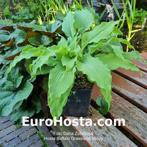 Hosta Buffalo Grassland Valley