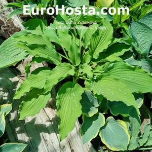 Hosta Buffalo Grassland Valley