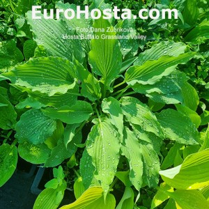 Hosta Buffalo Grassland Valley