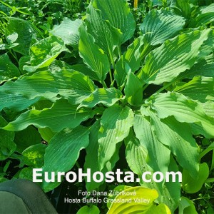 Hosta Buffalo Grassland Valley