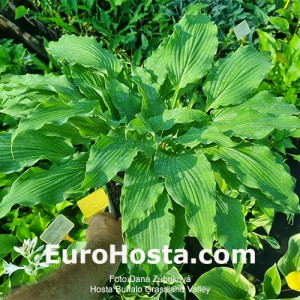 Hosta Buffalo Grassland Valley