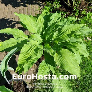 Hosta Buffalo Grassland Valley