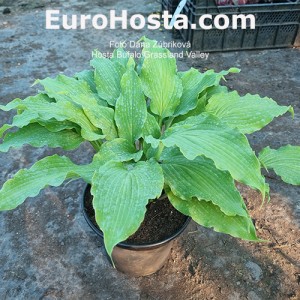 Hosta Buffalo Grassland Valley