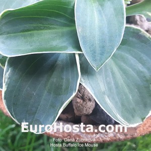 Hosta Buffalo Ice Mouse