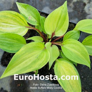 Hosta Buffalo Misty Cookie