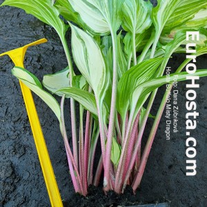 Hosta Buffalo Misty Dragon