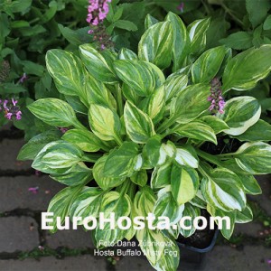 Hosta Buffalo Misty Fog