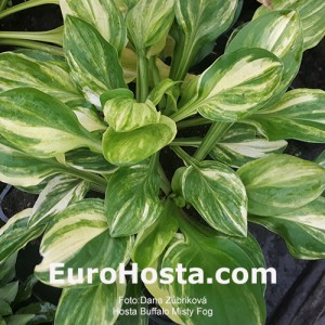 Hosta Buffalo Misty Fog