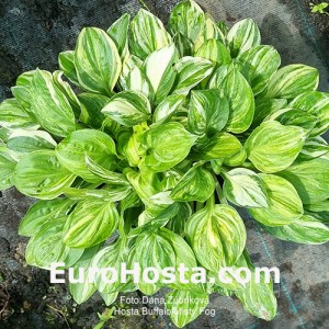 Hosta Buffalo Misty Fog