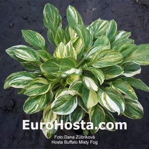 Hosta Buffalo Misty Fog