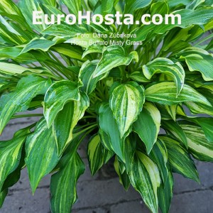 Hosta Buffalo Misty Grass