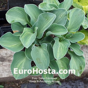 Hosta Buffalo Misty Mouse