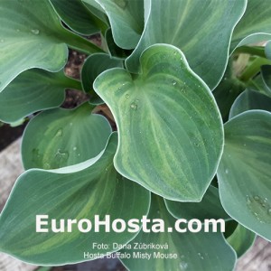 Hosta Buffalo Misty Mouse