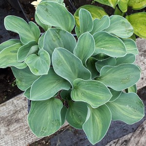 Hosta Buffalo Misty Mouse