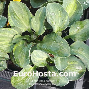 Hosta Buffalo Misty Mouse