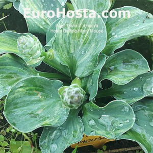 Hosta Buffalo Misty Mouse