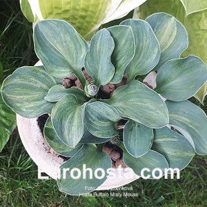 Hosta FBuffalo Misty Mouse