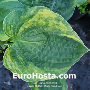 Hosta Buffalo Misty Shadows