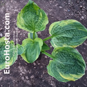 Hosta Buffalo Misty Shadows