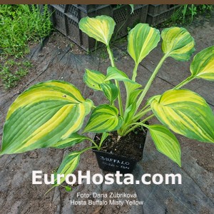 Hosta Buffalo Misty Yellow