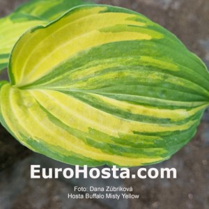 Hosta Buffalo Misty Yellow