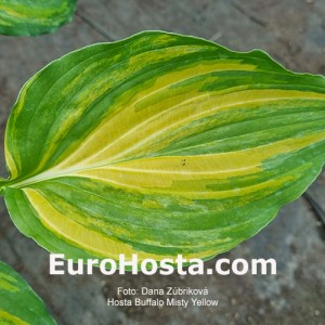 Hosta Buffalo Misty Yellow