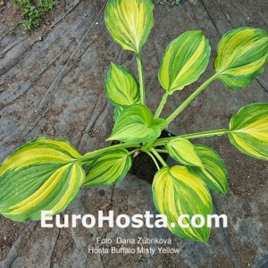 Hosta Buffalo Misty Yellow