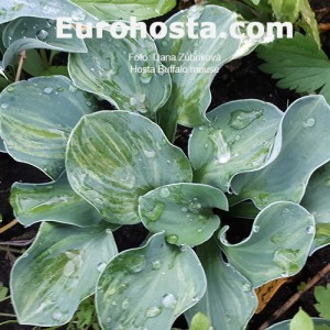 Hosta FBuffalo Misty Mouse