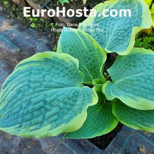 Hosta Buffalo Painted Sky