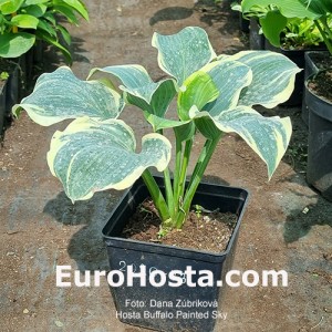 Hosta Buffalo Painted Sky