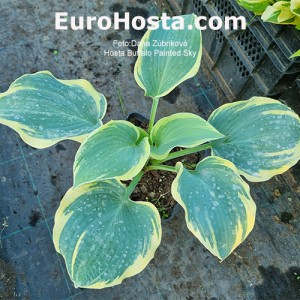 Hosta Buffalo Painted Sky