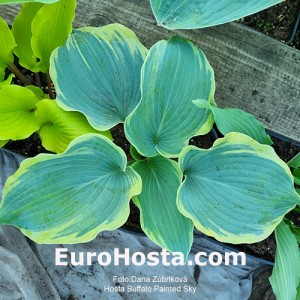 Hosta Buffalo Painted Sky