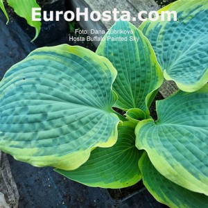 Hosta Buffalo Painted Sky