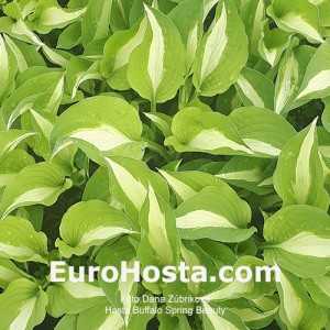 Hosta Buffalo Spring Beauty