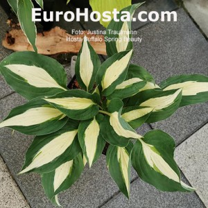 Hosta Buffalo Spring Beauty