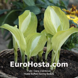 Hosta Buffalo Spring Beauty