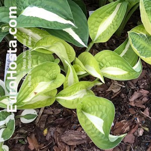 Hosta Buffalo Spring Beauty